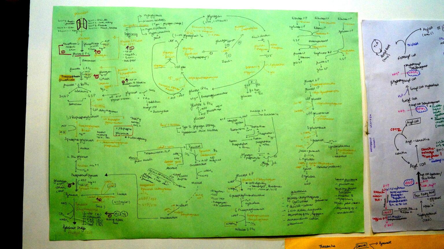 Carbohydrate Metabolism Biochemistry Wall Chart - Anuj Pachhel